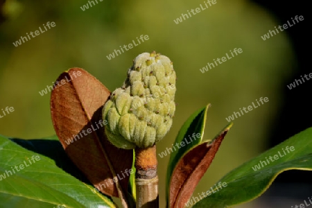 Magnolia Kobus