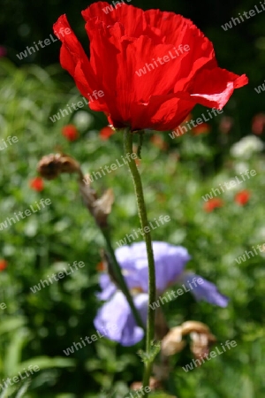 Wilder Mohn