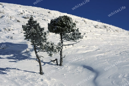 B?ume im Schnee