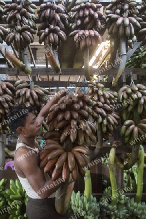 a big Banana Shop in a Market near the City of Yangon in Myanmar in Southeastasia.