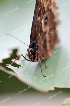 Schmetterling