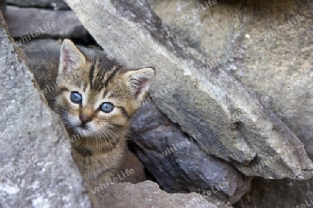 kleine Katze mit blauen Augen