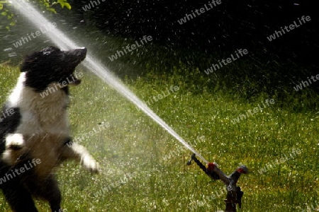 hund schnappt nach wasserstrahl