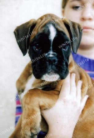 Mein M?dchen Boxerbaby