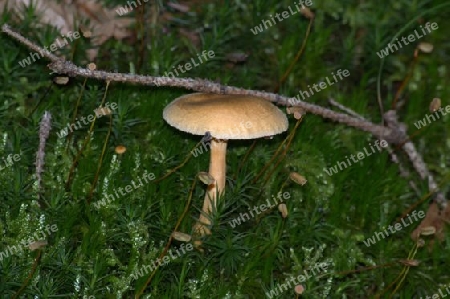 pilz 19