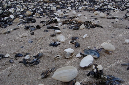 Muscheln am Strand