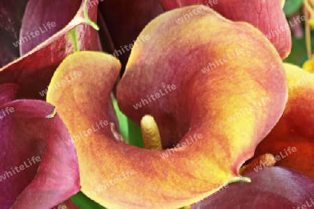  zantedeschia