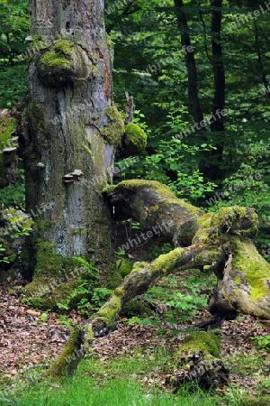  ca. 400 Jahre alte Buche, Fagus, Urwald Sababurg, Hessen, Deutschland