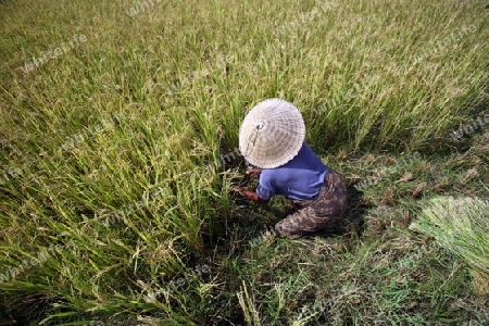 Asien, Suedostasien, Ost Timor, Timor-Leste, Timor, Venilale, Landschaft, Reisfeld, Landwirtschaft, Natur, Ernte, Frau, Arbeit, Lebensmittel, Grundnahrung, 
Eine Frau bei der Reis Ernte in einem Reisfeld bei Venilale im zentralen Ost Timor in Ost Ti