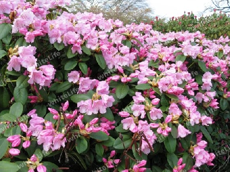 Bl?hender Rhododendronbusch