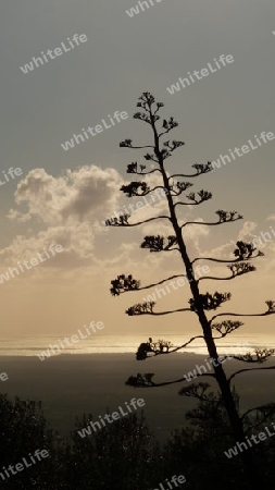 Agave, Mallorca