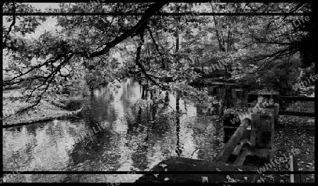 Wald in Schwarz-Weiss