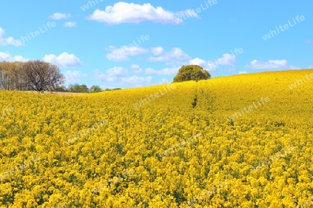 Yellow field of flowering rape and tree against a blue sky with clouds, natural landscape background with copy space, Germany Europe.