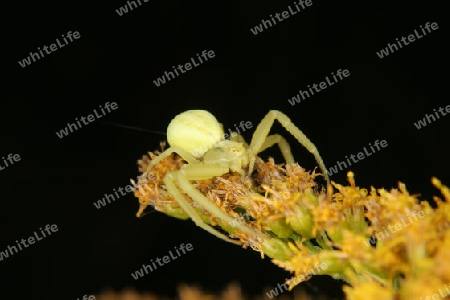 Veraenderliche Krabbenspinne (Misumena vatia)- Weibchen auf einer Bluete