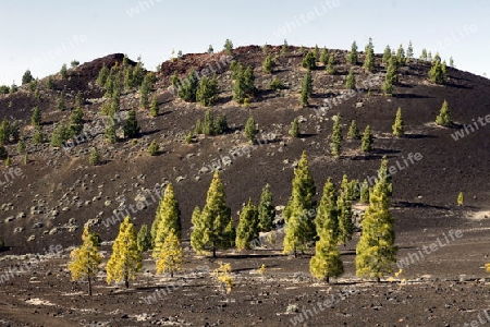 The Volcano Teide on the Island of Tenerife on the Islands of Canary Islands of Spain in the Atlantic.  