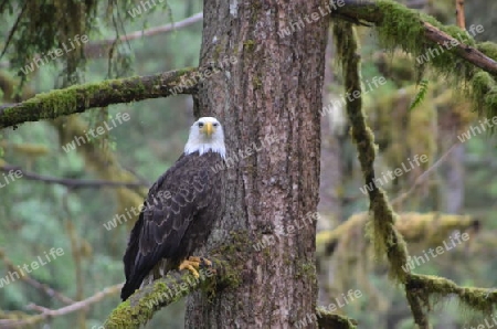 Wei?kopfseeadler