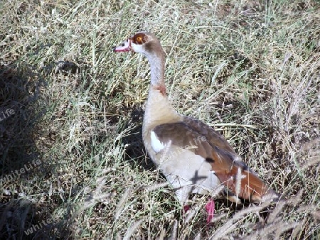 Nilgans, Gans, Vogel, in, Tsavo, West, Kenya, Kenia, Afrika