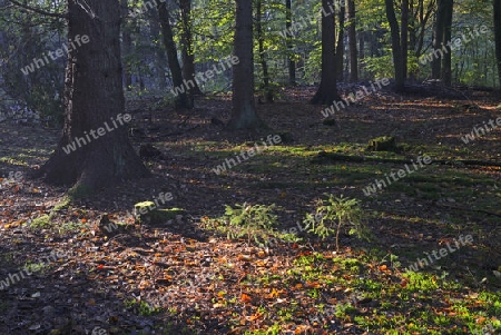 morgenlicher Lichteinfall im Herbst im Landschaftsschutzgebiet Briesetal bei Berlin, Brandenburg, Deutschland, Europa