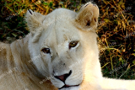 White lion, Panthera leo