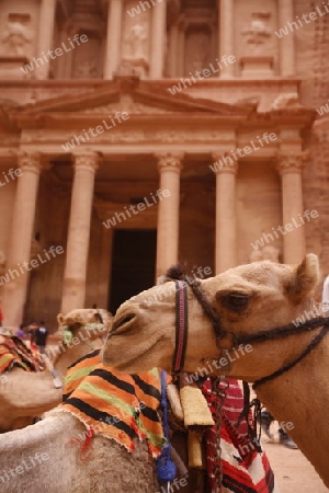 The Al Khazneh Treasury in the Temple city of Petra in Jordan in the middle east.