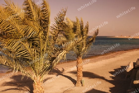 the coast with a Beach in the city of Aqaba on the red sea in Jordan in the middle east.