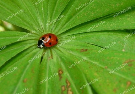 Marienk?fer auf Blatt