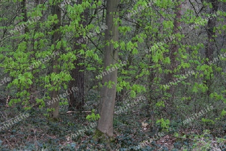 Kastanie im Wald