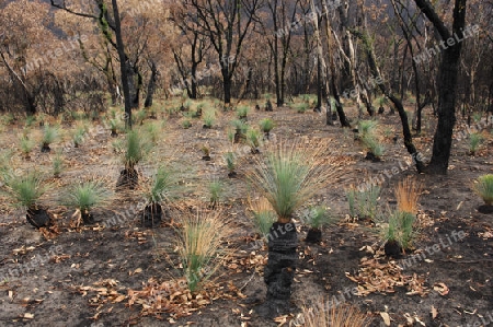 Waldbrand