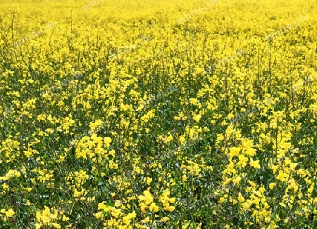 Yellow field of flowering rape and tree against a blue sky with clouds, natural landscape background with copy space, Germany Europe.