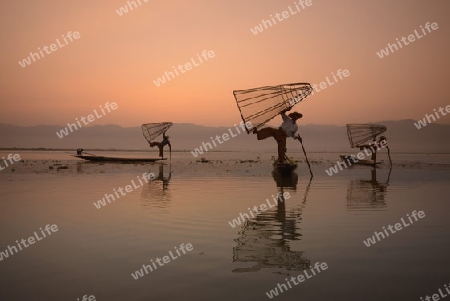 Fishermen at sunrise in the Landscape on the Inle Lake in the Shan State in the east of Myanmar in Southeastasia.