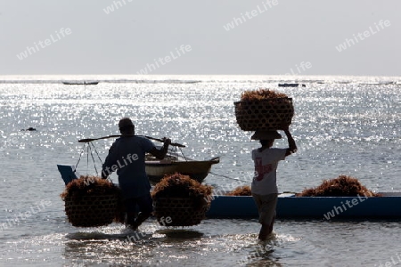 ASIEN, INDONESIEN, BALI, INSEL, NUSA LEMBONGAN, STRAND, LANDSCHAFT, JUNGUTBATU, SEEGRAS, PLANTAGE, EXPORT,      (URS FLUEELER)