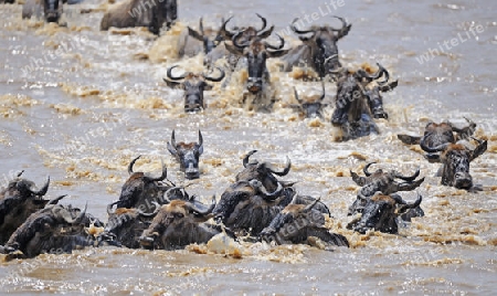 Gnu, Streifengnu, Weissbartgnu (Connochaetes taurinus), Gnumigration, great Migration,  Gnus beim durchqueren des Mara River, Masai Mara, Kenia