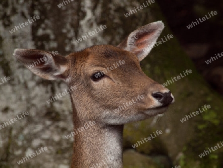 Kopf weibliches Damwild