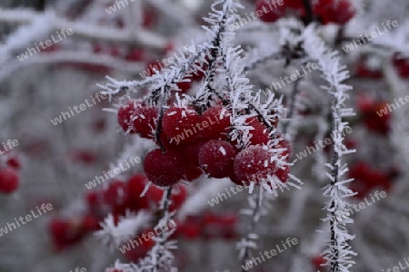 frost 1