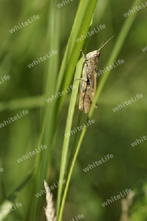 Grash?pfer, Gomphocerinae