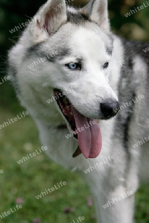 Husky