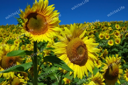 Sonnenblumen