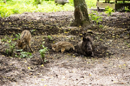 Schweinefamilie