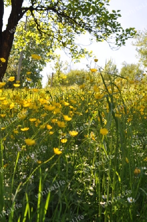 Blumenwiese