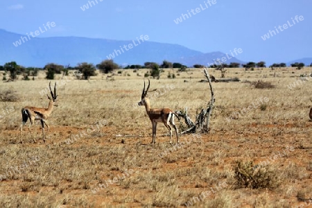 Safari