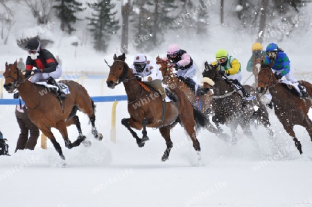 White Turf 2009 St.Moritz