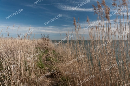 Am Boddstetter Bodden, Nationalpark Vorpommersche Boddenlandschaft, Deutschland