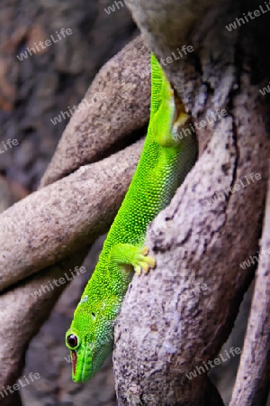 Grosser Madagaskar-Taggecko (Phelsuma grandis)