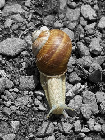 Weinbergschnecke