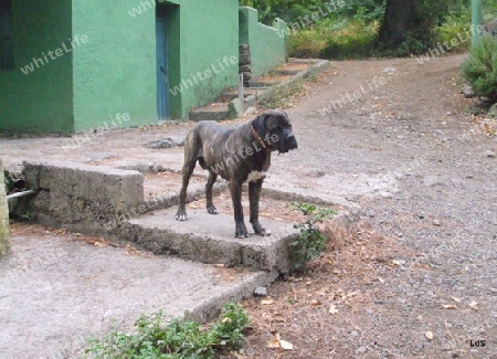 Kanarischer Hund