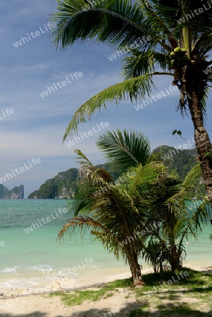 A Beach on the Island of Ko PhiPhi on Ko Phi Phi Island outside of the City of Krabi on the Andaman Sea in the south of Thailand. 