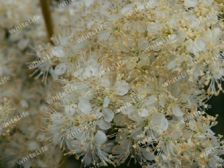 Filipendula ulmaria P7060124