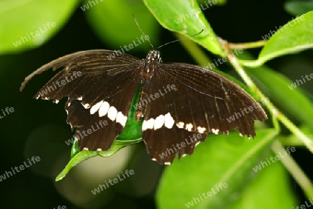 Schmetterling