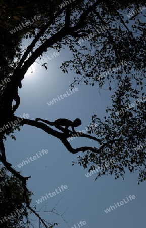 Knaben springen von einem Baum ins Wasser des Mekong River bei Luang Prabang in Zentrallaos von Laos in Suedostasien. 