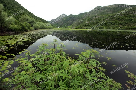 Europa, Osteuropa, Balkan. Montenegro, Skadar, See, Landschaft, Rijeka Crnojevica, Natur,